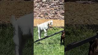 Meet the Herd: Milky
