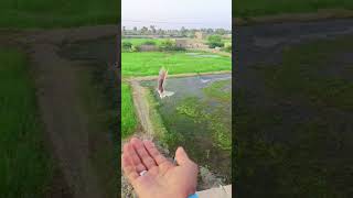 #birdlove #bird #pigeon #birdspecies #channelsubscribe #kabootar #birdworld #pigeonbird #pigeonlove