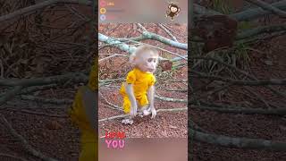 Cute monkey💋💋💋#monkey #cute #monkeyvideo #adorable #monkeys #monkeylove #lovely #cute_monkey2024