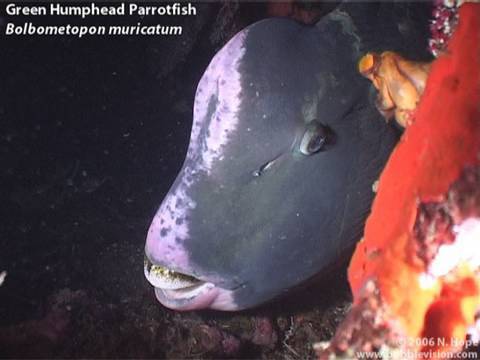 USAT Liberty Night Dive