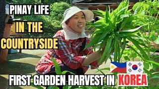 "First Harvest in Korea 🇰🇷 + Cooking Adobong Kangkong | Pinay Life in the Korean Countryside 🌱🍽️"