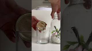 Watch to the end to see the MANTIS 🌷 #orchidmantis #prayingmantis #mantis #pet #shorts