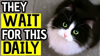 How to Show Love to Your Cat + How to Leave Them Home Alone Safely