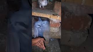 KABUTAR LOVER 🕊️#kabutar #pigeon #pigeons #birds #kabootar #pigeonpose #pigeonlove #kabutarbazi
