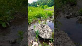 Afternoon Escape into the Wild | Forest, Stream & Unexpected Encounters #shorts  # NatureEscape