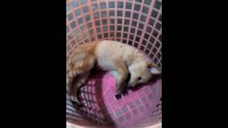 petpassion
