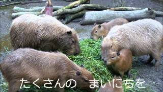 謝恩 さよならぼくたちのようちえん　練習用