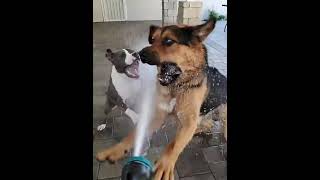 Funny dogs 🤣 #Shorts
