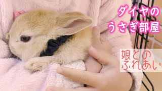 かわいい赤ちゃんダイヤ（1か月）と娘（4才）のふれあい【ネザーランドドワーフ子うさぎ】Contact between a cute baby rabbit and a daughter