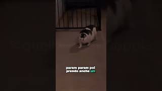 Param param 🎶🎵 #doppiaggio #cats