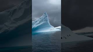 💭🤔Am i dreaming ?😊 No,I'm living my dream❤️#antartica #icebergs #penguine