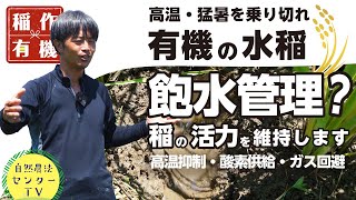 飽水管理で高温期をしのぐ!!　猛暑だからこそタイミングで飽水 or 湛水管理を選ぶ『有機の米づくり』　【稲作有機 by 自然農法センター】