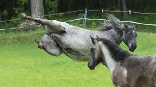 Best horse videos - These Funny And cute Horses are a must watch! P11