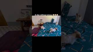 A day without stress 🐶😍 #shortvideo #pets #petlovers #youtubeshorts #puppy #shorts #youtube #love