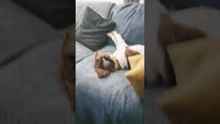 They had a lot of things to do today so took a nap!! - Springer spaniel life!