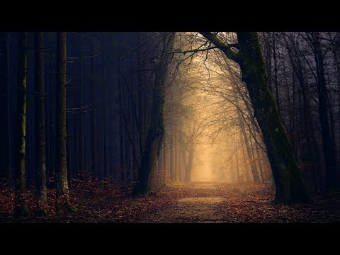 Dark Forest │ Relaxing Dark Ambient Music