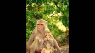 Monkey and his son | lovely animals #monkey