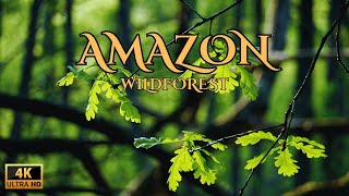 Amazon 4K - The World’s Largest Tropical Rainforest Adventure and Beautiful Wildlife #108