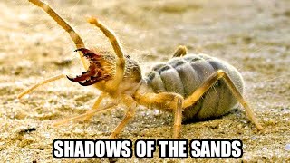 Shadows of the Sands – The Secret Life of the Camel Spider | Insect Exploration