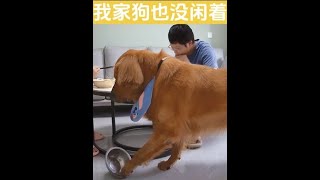#金毛 #狗子的迷惑行为 #当你有只嘴馋小狗