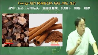 倪海廈教授解讀【桂枝桂皮肉桂】引人入勝的探討 （有字幕）