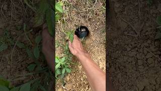 hide in a hole #wildlife #nest #animals #naturesvoice #birds #nature #cute #monkey #fishing #shorts