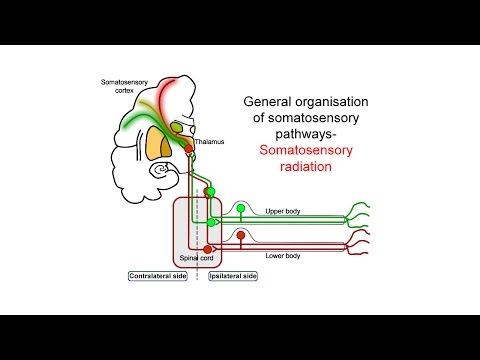 Ascending somatosensory pathways