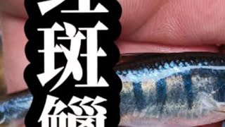 一种可能已经灭绝的原生鱼，红斑鱲。#野采原生鱼 #红斑鱲 #保护野生动物