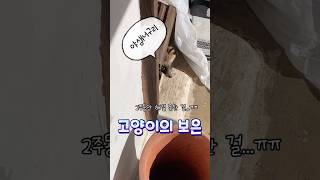 밥값하는 고양이 (야생너구리 출연) #고양이 #고양이영상 #너구리 #animal