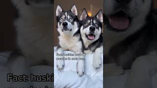 #CutePets #AdorableAnimals Puppies learning to sit on command.