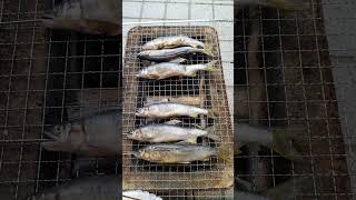加西ぶどう農園　【ぶどう栽培】鮎（アユ）の塩焼き１５匹食べました♪　その１