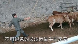 养牛小伙尘峰：牛长途运输应激怎么处理？养牛人需知