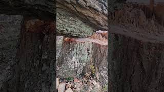 200 YEAR OLD TREE BECOMES FIREWOOD #firewood #bigtree #oldtree #largetree #firewood #200yearsold