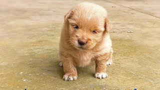 私は道端で生まれたばかりの子犬を拾いました。彼を育てて大きくし、私の生活を癒しのあるものにしました