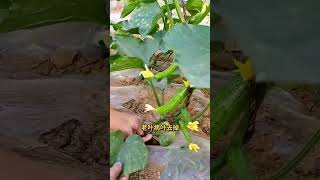 黄瓜种植这个三个要点做好，你种的黄瓜肯定高产 #种植小技巧 #农业种植技术 #学种菜