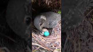 Cuckoo (trick exposed) → egg: smart mom throws out of nest.杜鹃鸟的诡计被识破，杜鹃鸟蛋被聪明的鸟妈妈扔出鸟窝