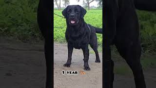45 days Vs 1 year Black Labrador transformation #feed #dog #shots #labrador #trasformation #black
