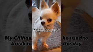 Pretty boy chihuahua 🐶 #chihuahua #chihuahuafanclub #chihuahuacute #チワワ#チワワ大好き