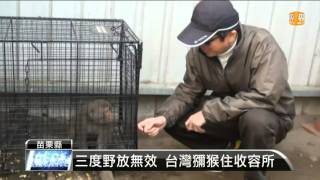 【2016.01.18】安頓受傷野生動物 苗縣府設收容所 -udn tv