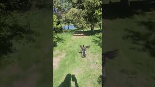 #flyingduck