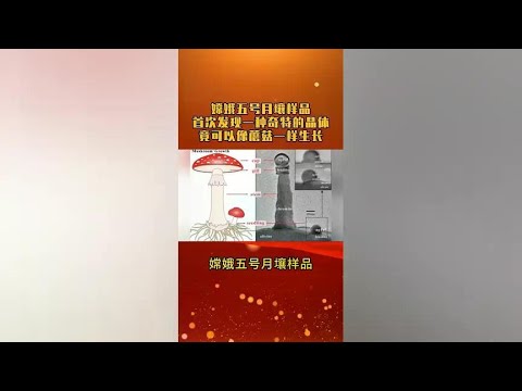 An astonishing discovery was made! Mushrooms were able to grow from Chang'e-5 lunar soil samples!