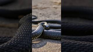 "Fun Facts About Snakes"#snakes #wildlife #nature #snakefacts #animalfacts  #snakebehavior