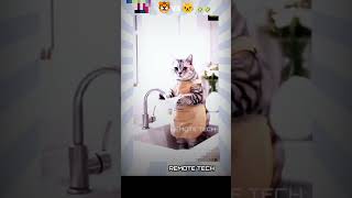 Fun with 😺 vs 🐯 #rrr #music #song #smartphone #beastthememusic #remotetech #tvk #thalapathivijay