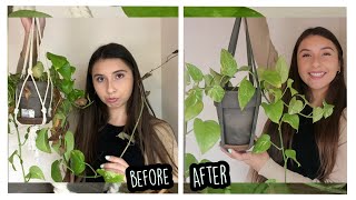 Golden Pothos Becoming Happy and Healthy Again