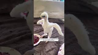 The man rescue baby eagle from the ferocious dog and then #eagle #birds #short