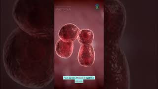 Meiosis-The Secret Behind Genetic Diversity           #biology #shorts