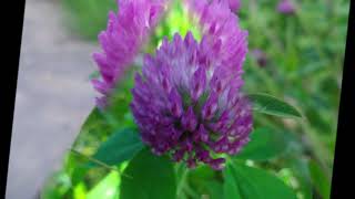 [F] 👽 Trifolium pratense / 紫詰草（ムラサキツメクサ）/  Red clover
