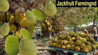 Jackfruit Farming - How to Start a Business Jackfruit Farm - How to Grow Jackfruit - Business Ideas