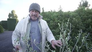 How To Prune A Young Olive Tree