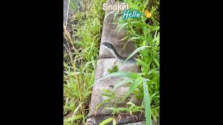 I love Japanese rat snakes 🐍 ! #japannature #ratsnake #serpent